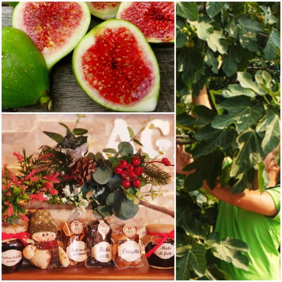 Agri Art Βίλα San Benedetto Ullano Εξωτερικό φωτογραφία