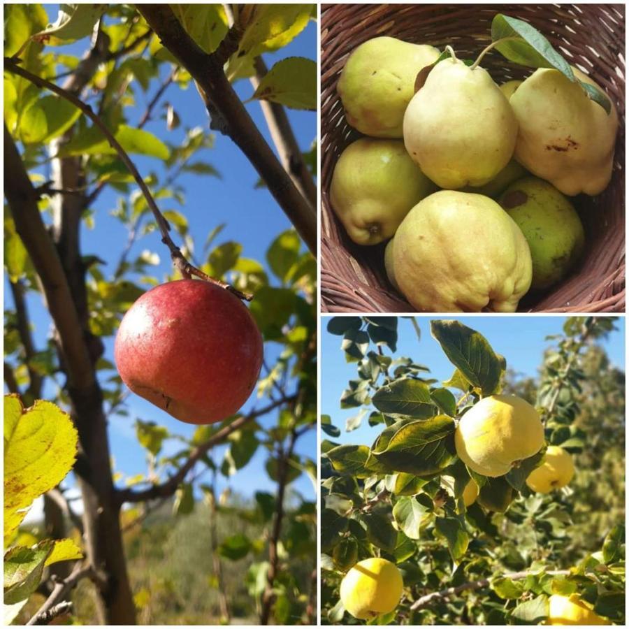 Agri Art Βίλα San Benedetto Ullano Εξωτερικό φωτογραφία